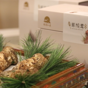 嘗鮮松茸百味，上海莊隱閣松茸品鑒會完美落幕
