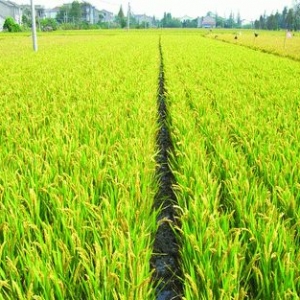 我國(guó)春播面積超2.7億畝 進(jìn)度同比持平