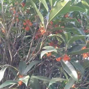 上海最大生態(tài)桂花園與一個人的故事