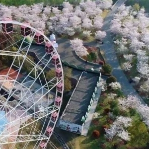 2019上海櫻花節(jié)今日?qǐng)A滿落幕 共接待游客量165萬余人次